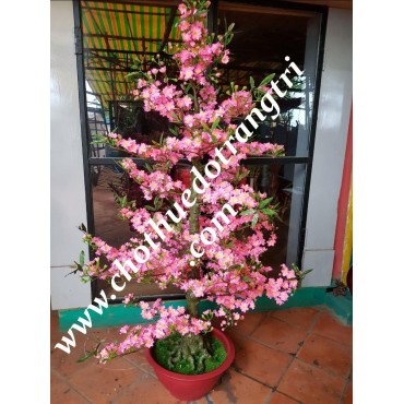 cây đào giả bon sai cao 1m8