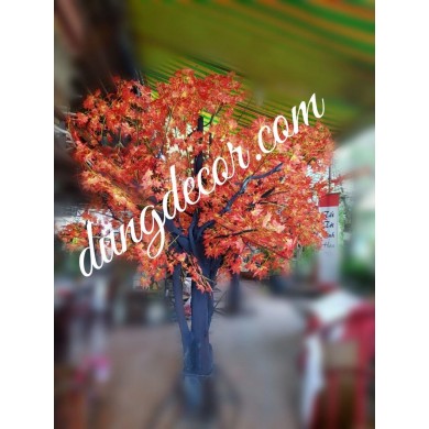 cây phong lá đỏ cao 2m5 thân cổ thụ